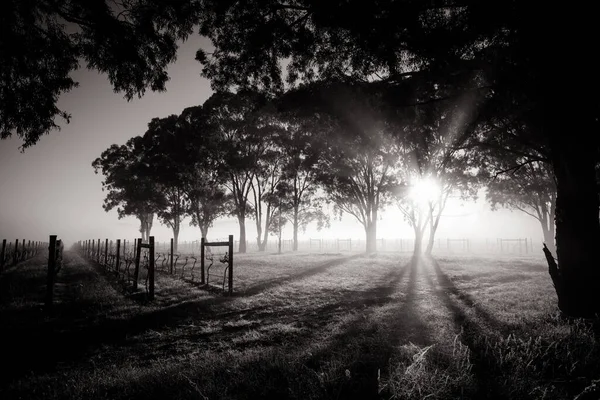 Yarra Valley Vineyard na Austrália — Fotografia de Stock