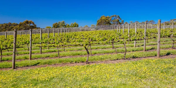 Mornington Peninsula Vines in Australia Royalty Free Stock Images
