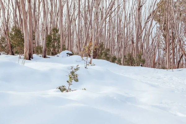 Lake Mountain Trails na Austrália — Fotografia de Stock