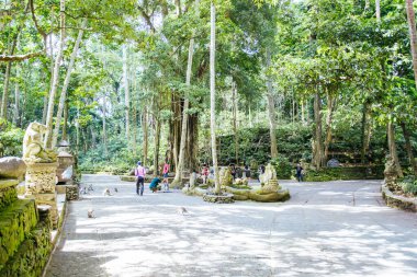 Ubud Bali Endonezya 'daki Maymun Ormanı