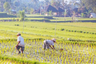 Ubud Endonezya yakınlarında Balili Pirinç Çiftçisi