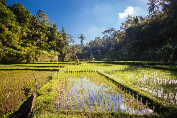 Рисові поля поблизу Убуда в Індонезії — стокове фото