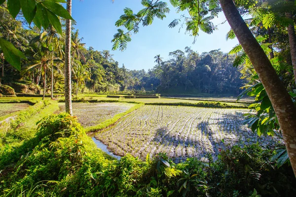 Endonezya 'da Pirinç Tarlaları Ubud' a yakın — Stok fotoğraf