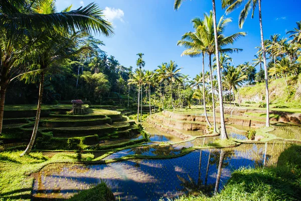 印度尼西亚Ubud附近的稻田 — 图库照片