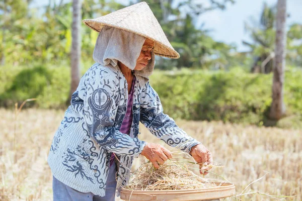 Agricultor de arroz perto de Ubud na Indonésia — Fotografia de Stock