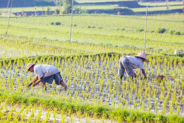 Balinesiska risodlare nära Ubud Indonesien — Stockfoto