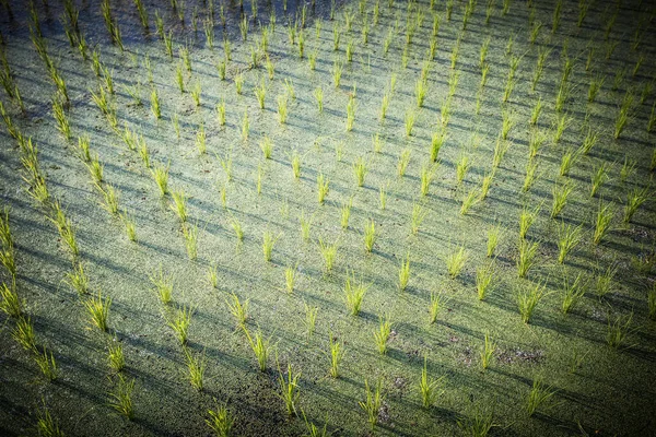 Campos de arroz perto de Ubud na Indonésia — Fotografia de Stock