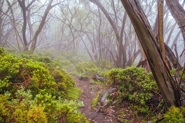 Mt Baw Baw Walking Trails in Summer in Australia — Stock Photo, Image