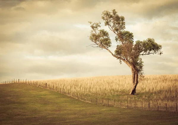 Árvore de goma solitária na Austrália — Fotografia de Stock