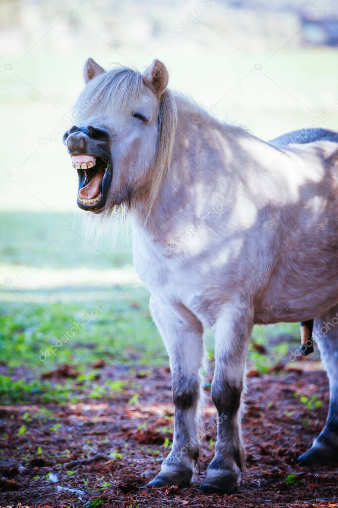 Shetland Pony Yawning in Australia