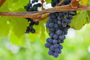 Yarra Vadisi Avustralya 'da Pinot Noir Üzümleri