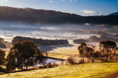 Yarra Vadisi Avustralya 'da kış sarmaşıkları