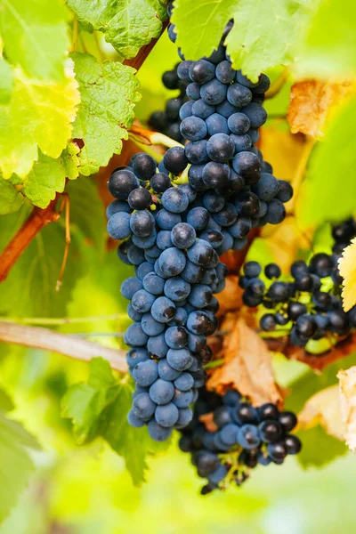 Pinot Noir Grapes in Yarra Valley Australia — Stock Photo, Image