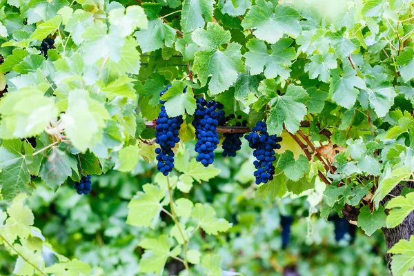 Pinot Nero Uva nella Yarra Valley Australia — Foto Stock