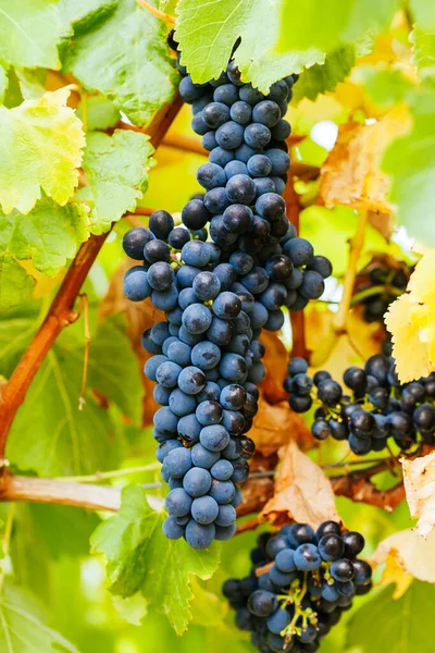 Pinot Noir Grapes in Yarra Valley Australia — Stock Photo, Image