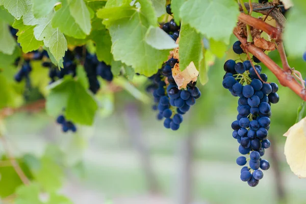 Pinot Noir Grapes in Yarra Valley Australia — Stock Photo, Image