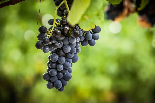 Pinot Noir Grapes in Yarra Valley Australia — Stock Photo, Image