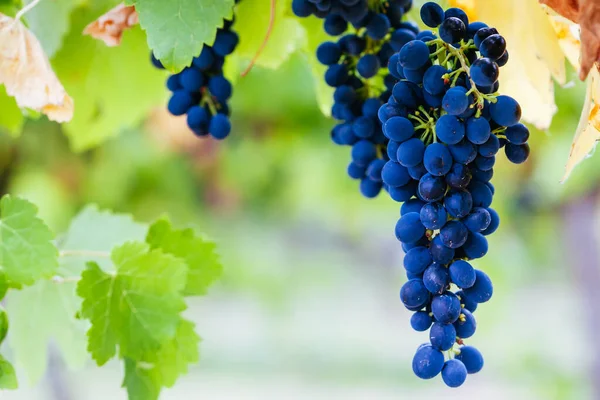 Pinot Noir Grapes in Yarra Valley Australia — Stock Photo, Image