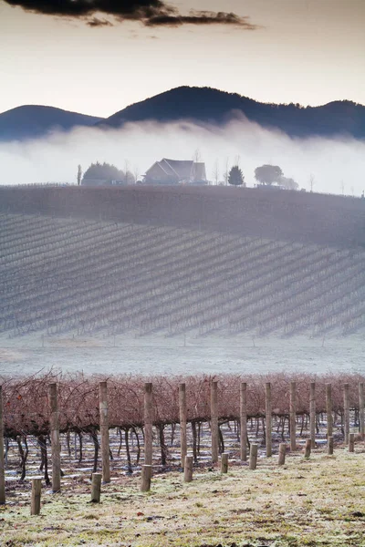 Winterwijnstokken in Yarra Valley Australië — Stockfoto