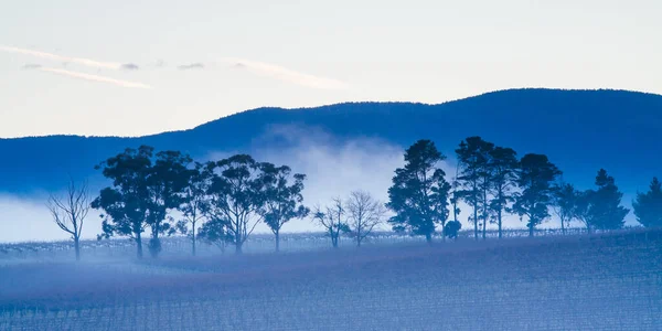 Vinhas de Inverno em Yarra Valley Austrália — Fotografia de Stock