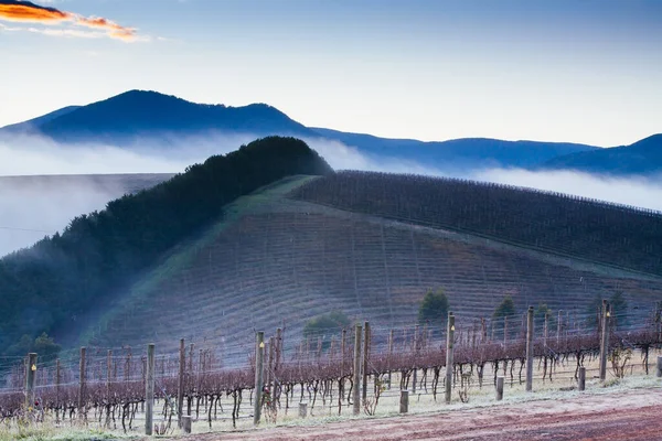 Zimní vinice v Yarra Valley Austrálie — Stock fotografie