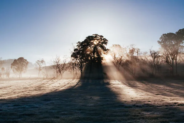 Vinhas de Inverno em Yarra Valley Austrália — Fotografia de Stock