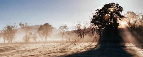Vignes d'hiver dans la vallée de Yarra Australie — Photo