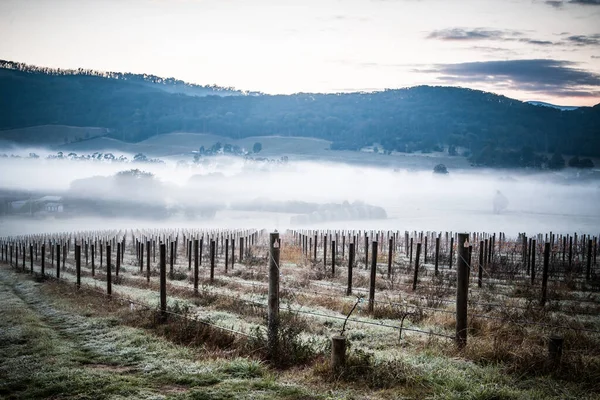 Zimní vinice v Yarra Valley Austrálie — Stock fotografie