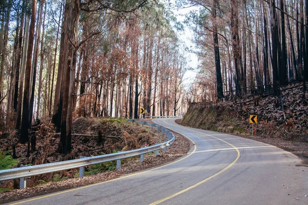 Die schwarze Spur nach den Bränden am Schwarzen Samstag in Australien — Stockfoto