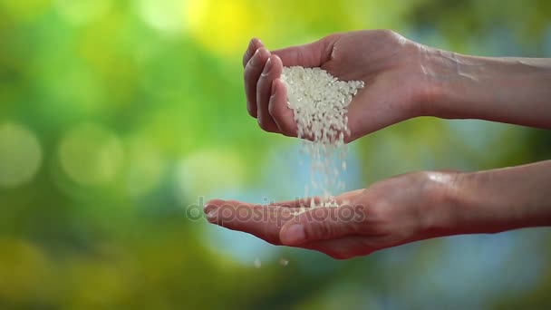 Femme verse main pour main grains de riz, ralenti vidéo hd — Video