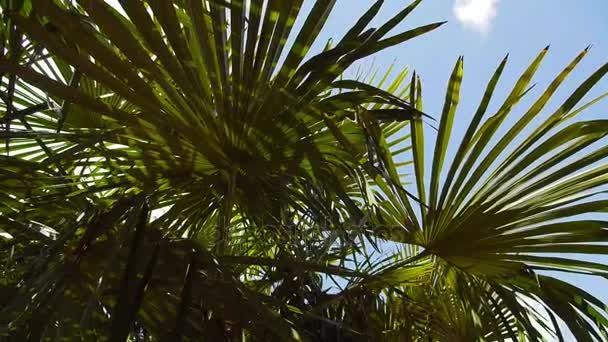 La luz del sol a través de las hojas de palma verde en el mar negro, video hd — Vídeo de stock