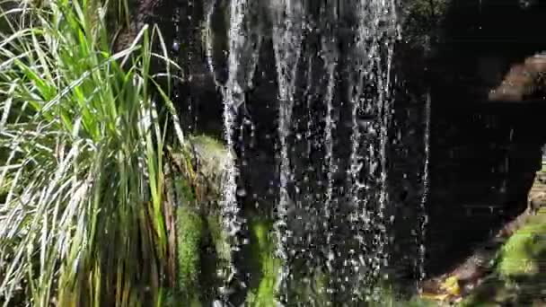 Belle nature de forêt tropicale avec rivière et petites cascades, vidéo HD — Video