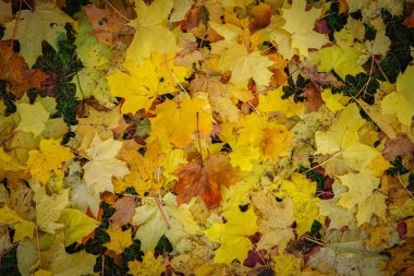 Çimenlerin üzerinde düşme renkli sonbahar yaprakları