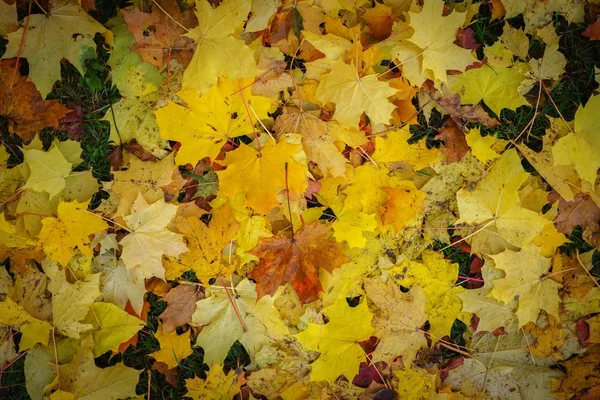 Çimenlerin üzerinde düşme renkli sonbahar yaprakları