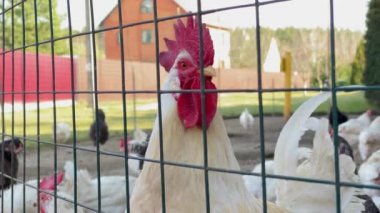 Çiftlikteki beyaz horoz