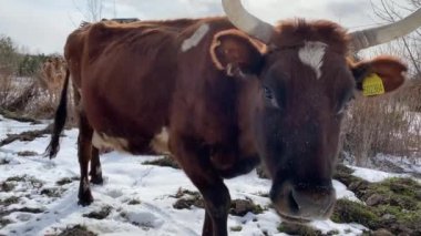 İlkbaharda kırsal alanda ineğe yakın çekim