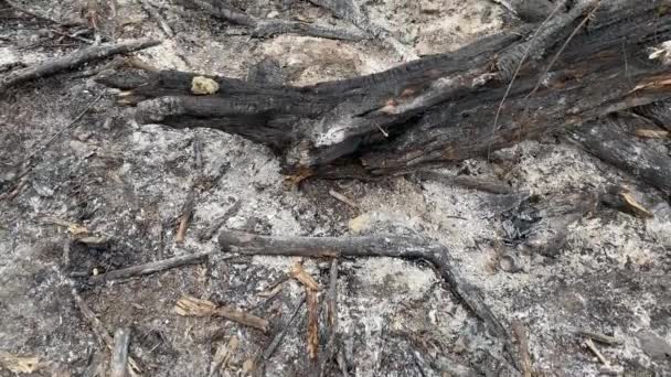 Alberi carbonizzati ed erba dopo un incendio nella foresta — Video Stock