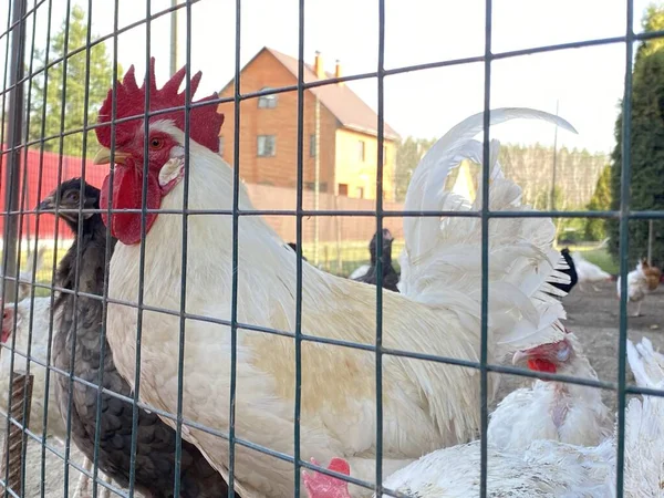 White rooster by fence on the farm — Stock Photo, Image