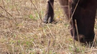 Baharın erken saatlerinde çayırdaki inekler