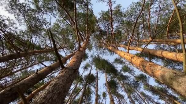 Blick von unten auf hohe alte Kiefern im immergrünen Urwald — Stockvideo