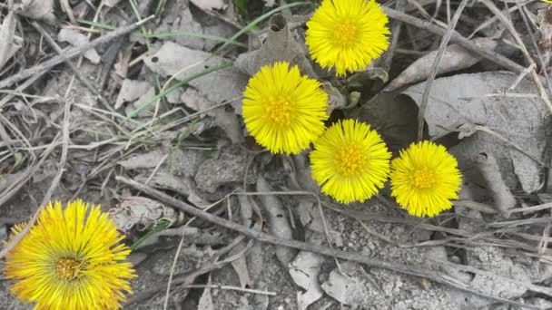 Gele bloem groeit door de as na een brand in het bos — Stockvideo