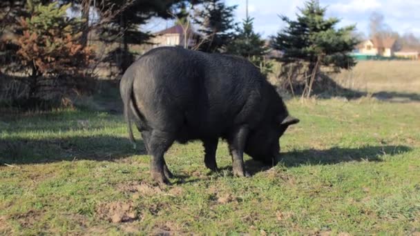 Cerdos negros comiendo hierba en el paisaje rural — Vídeos de Stock