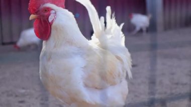 Sabahın erken saatlerinde çitin ötesindeki çiftlikte büyük beyaz horoz