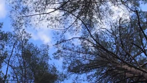 Сосновый лес весной с нижнего вида — стоковое видео