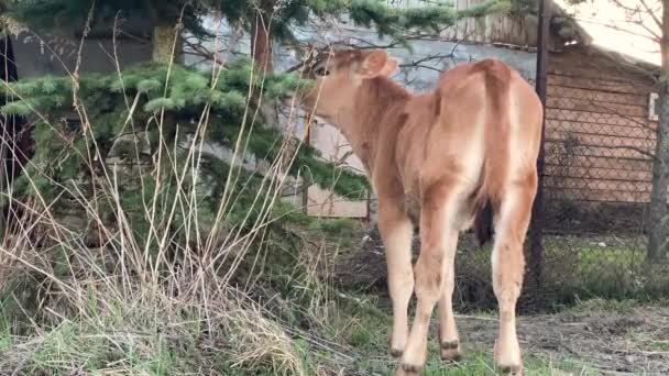 Jeune veau mangeant des feuilles d'arbre à la ferme — Video