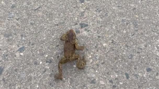 青蛙在乡间路上爬行 — 图库视频影像