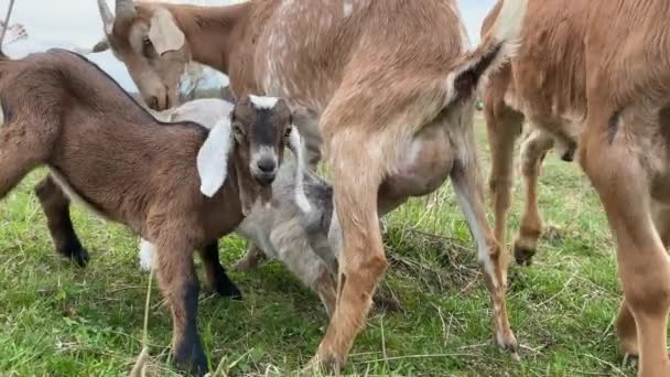 Chèvres à l'année mangeant de l'herbe sur le pré — Video