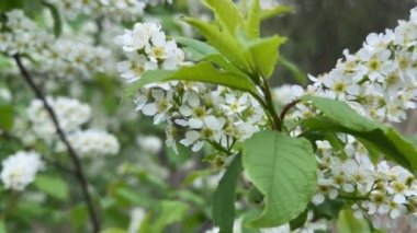 Baharda kiraz çiçeklerini fırçala