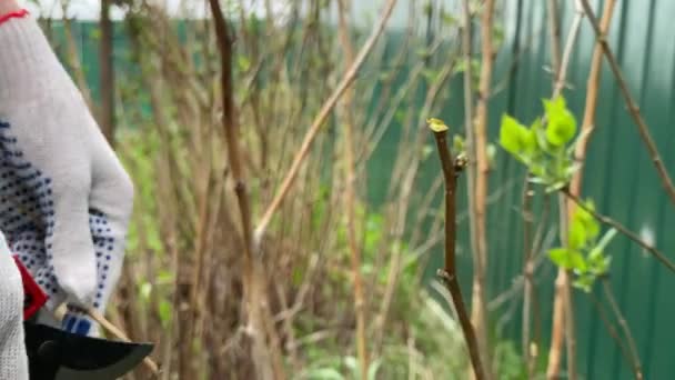 A nő kivágja a bokrokat a metsző ollóval tavasszal. — Stock videók