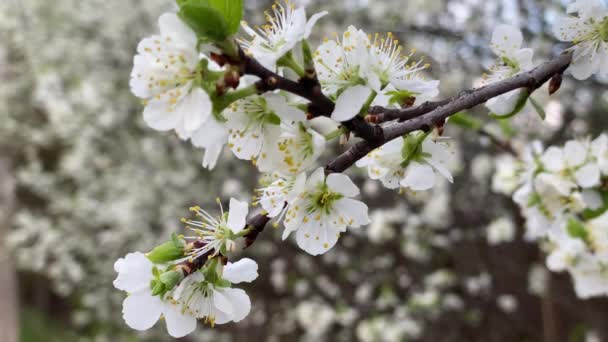 Biała śliwka kwitnie wiosną — Wideo stockowe